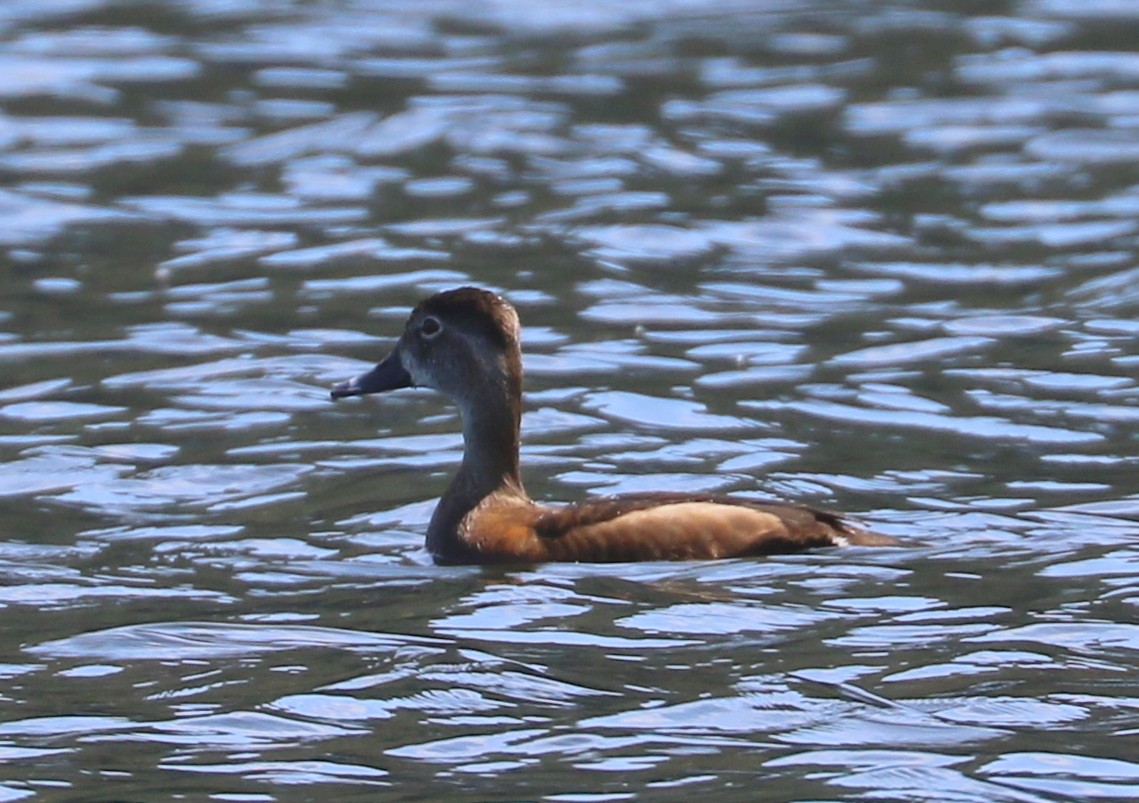 Ring-necked Duck - Mike Fung