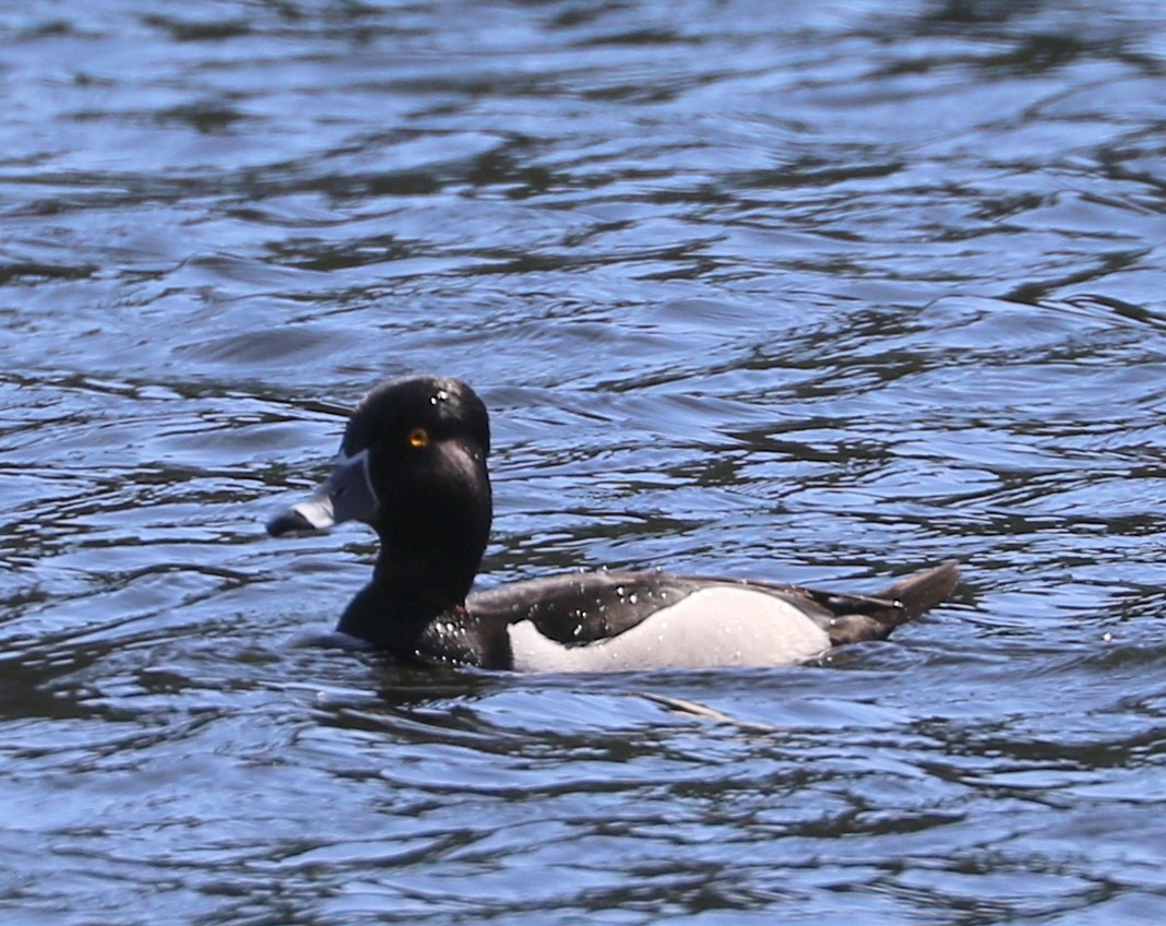 Ring-necked Duck - Mike Fung