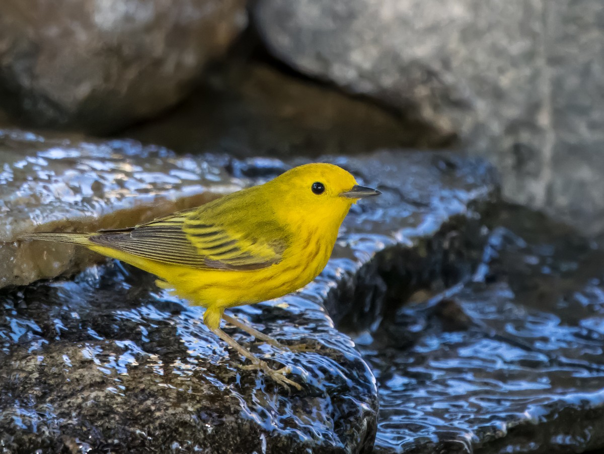 Yellow Warbler - Daniel Ward