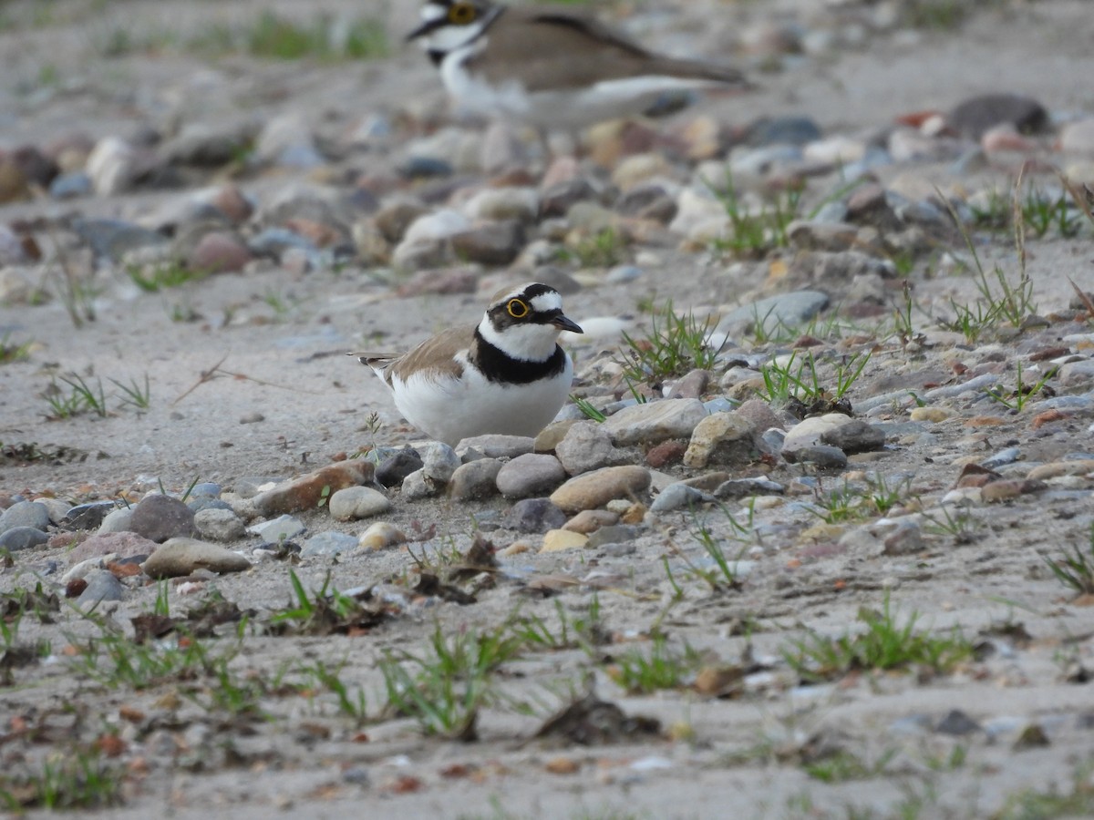 Little Ringed Plover - Jürgen  Lehnert