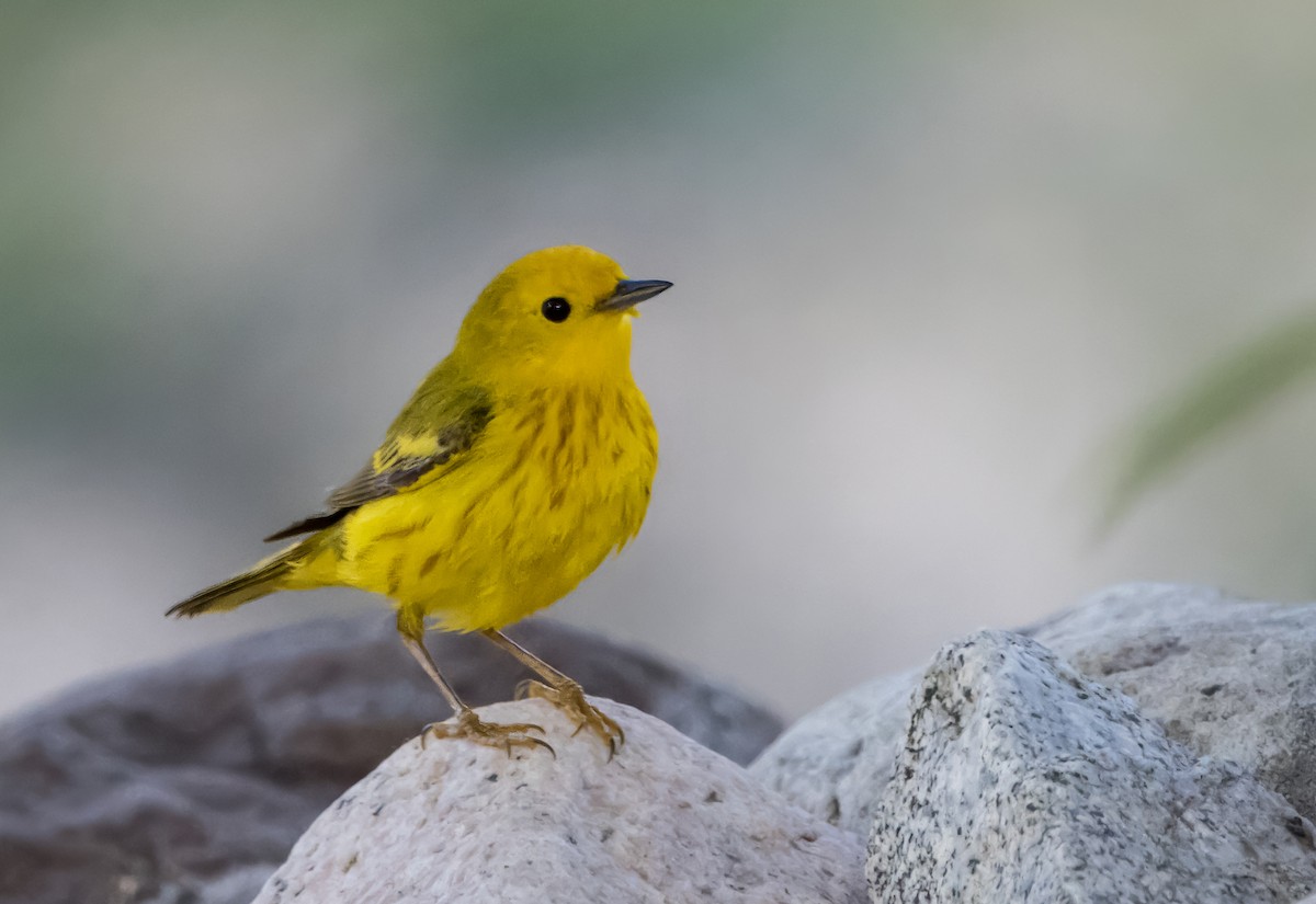 Yellow Warbler - Daniel Ward