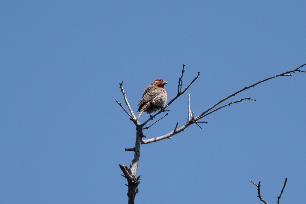 Purple Finch - Tom Hambleton