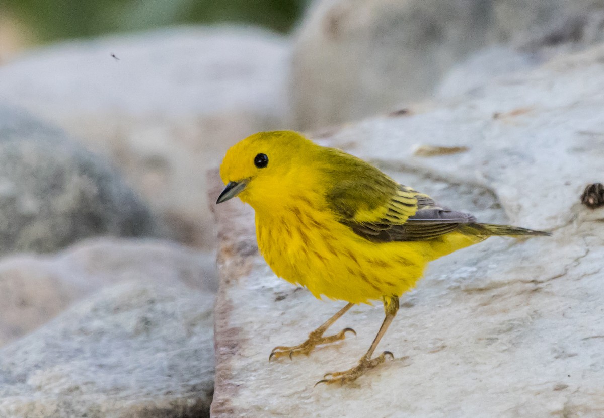 Yellow Warbler - Daniel Ward