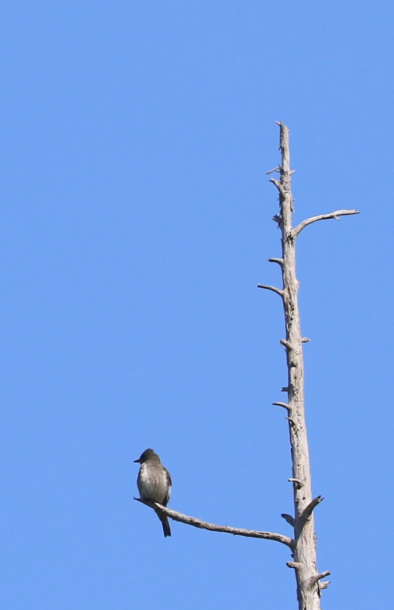 Olive-sided Flycatcher - Mike Fung