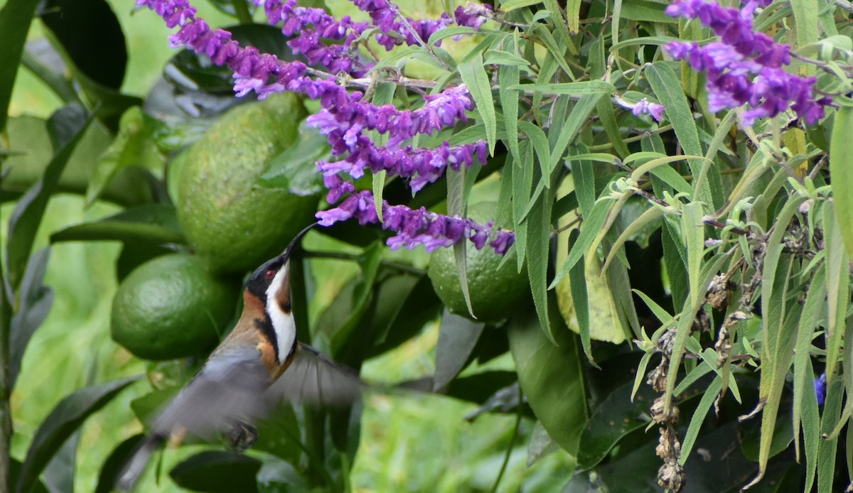 Eastern Spinebill - Robyn Falco