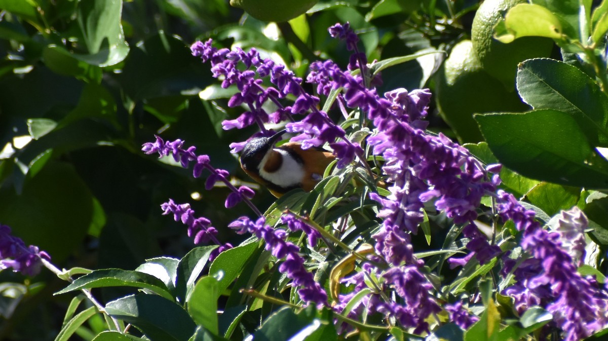 Eastern Spinebill - Robyn Falco