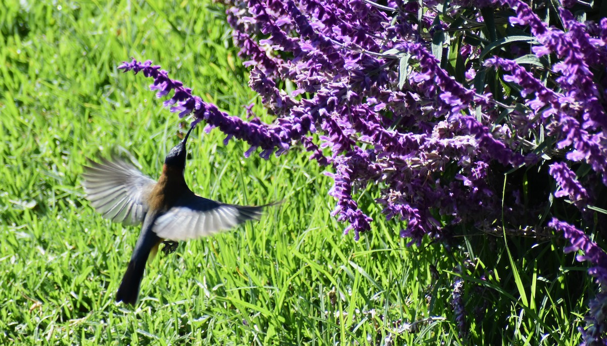 Eastern Spinebill - Robyn Falco