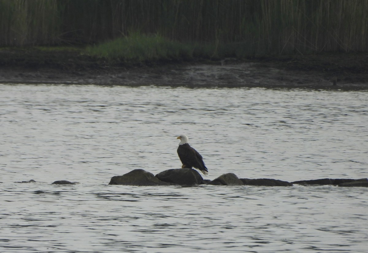 Bald Eagle - Jay Luke