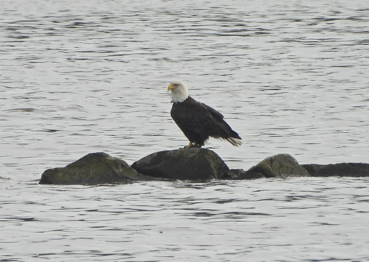 Bald Eagle - Jay Luke