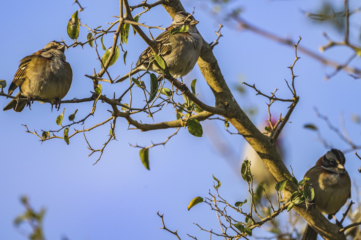 Rufous-collared Sparrow - Amed Hernández