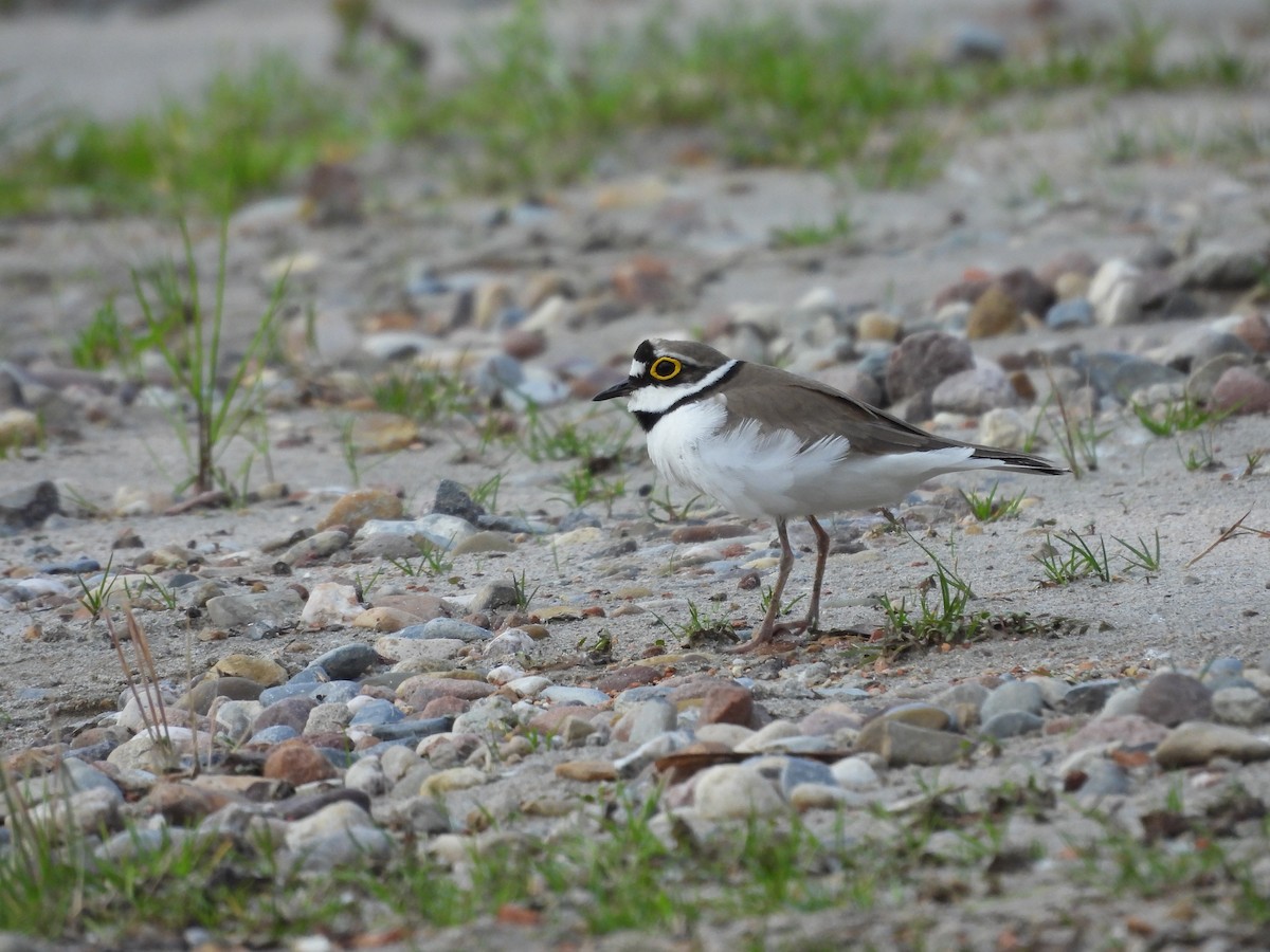 Little Ringed Plover - Jürgen  Lehnert