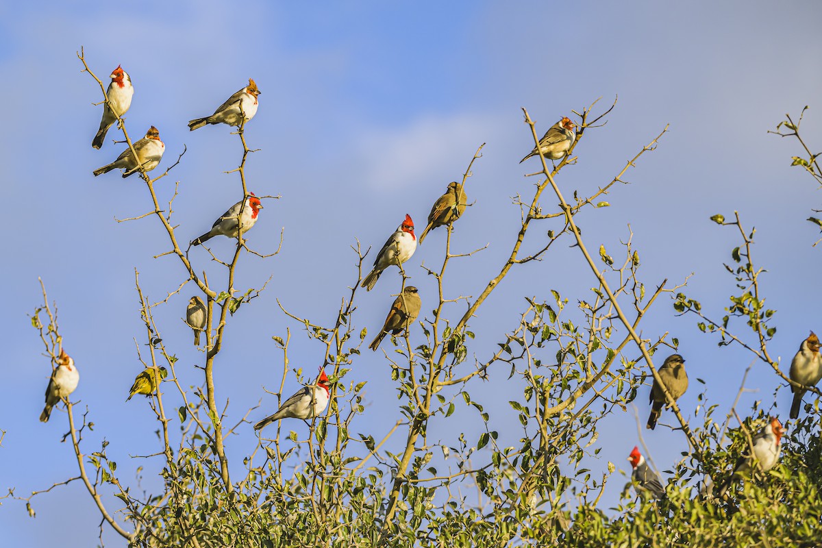 Red-crested Cardinal - Amed Hernández