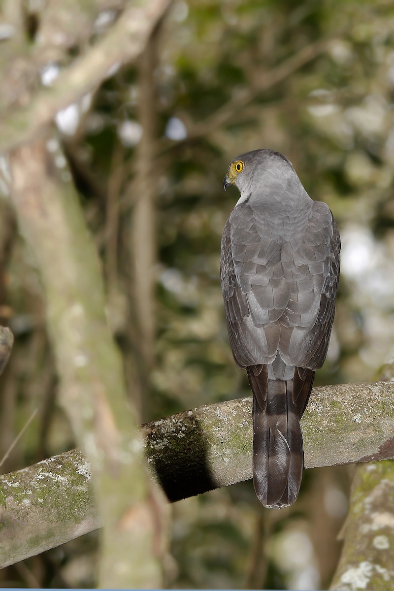 モモアカハイタカ - ML619503413