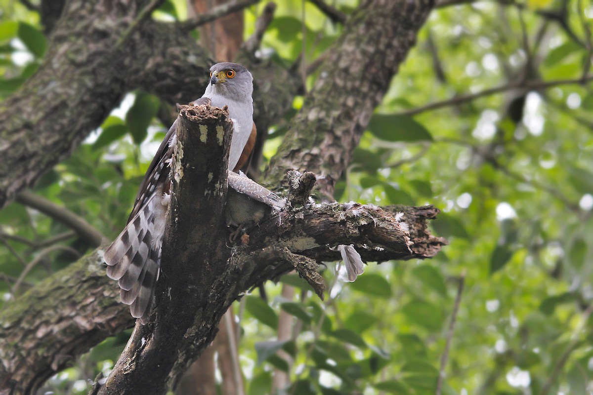 Bicolored Hawk - ML619503416