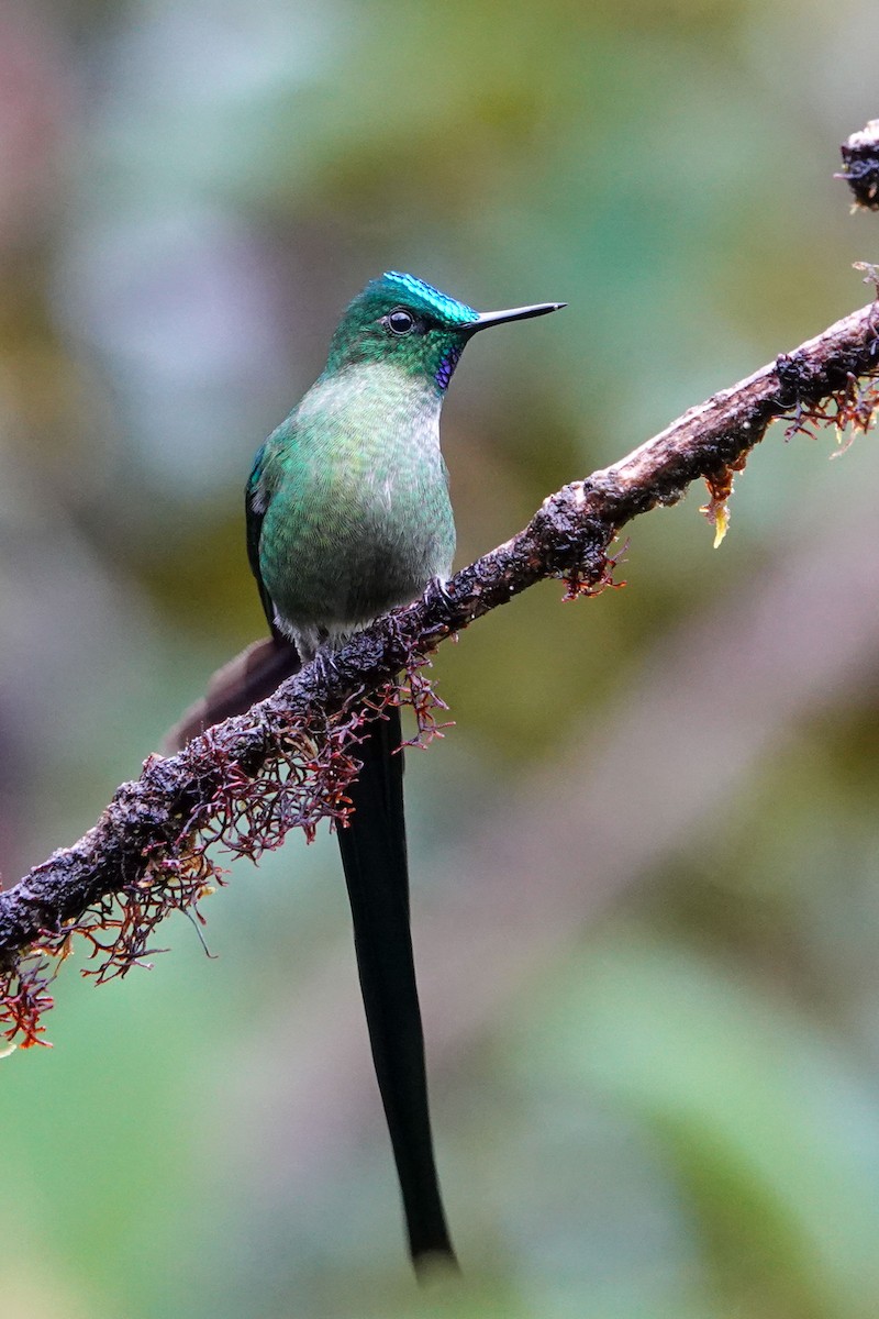 Long-tailed Sylph - Celesta von Chamier