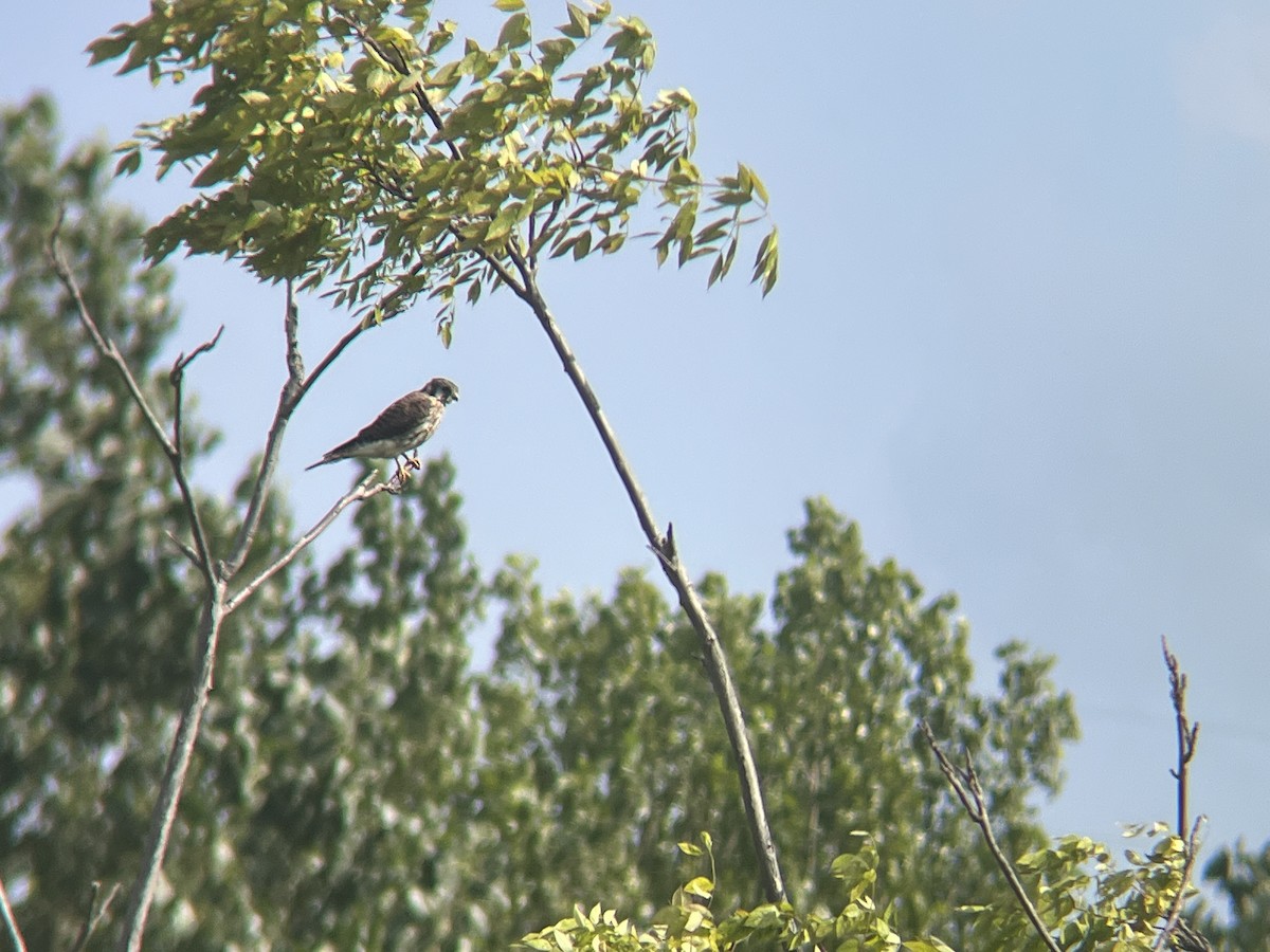 American Kestrel - J Brousseau