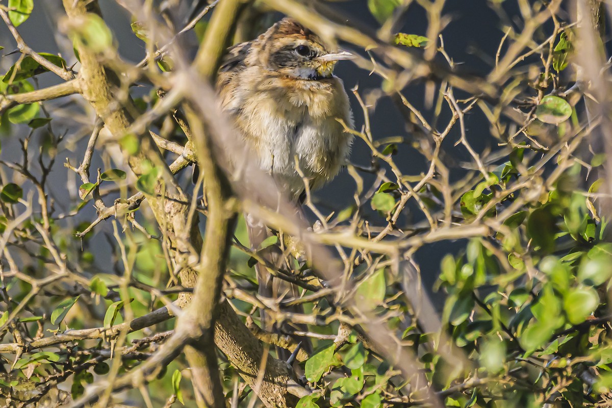 Chotoy Spinetail - ML619503423