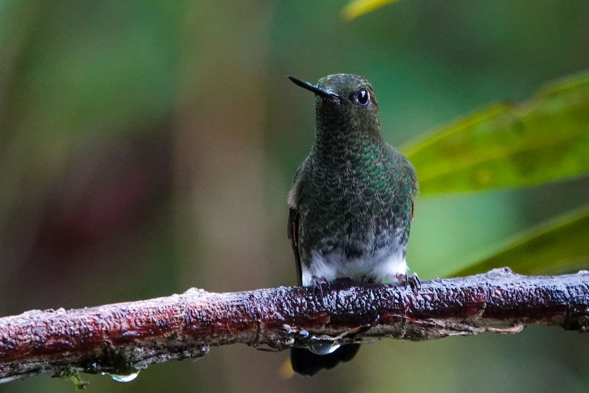 kolibřík zelenkavý - ML619503425