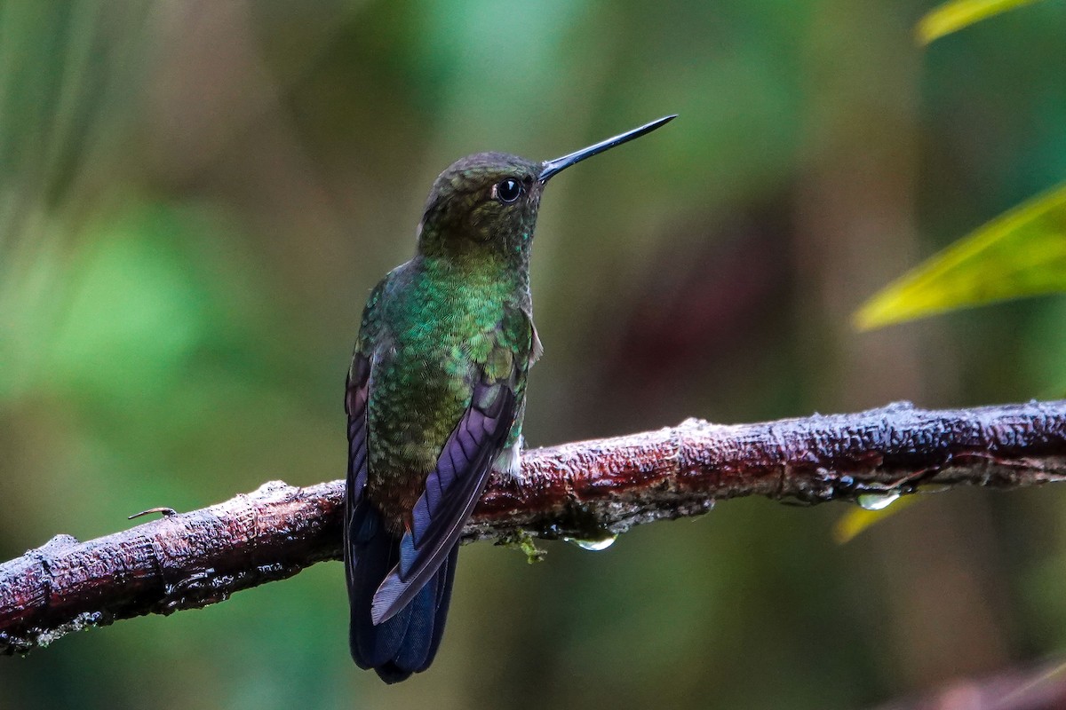 kolibřík zelenkavý - ML619503427