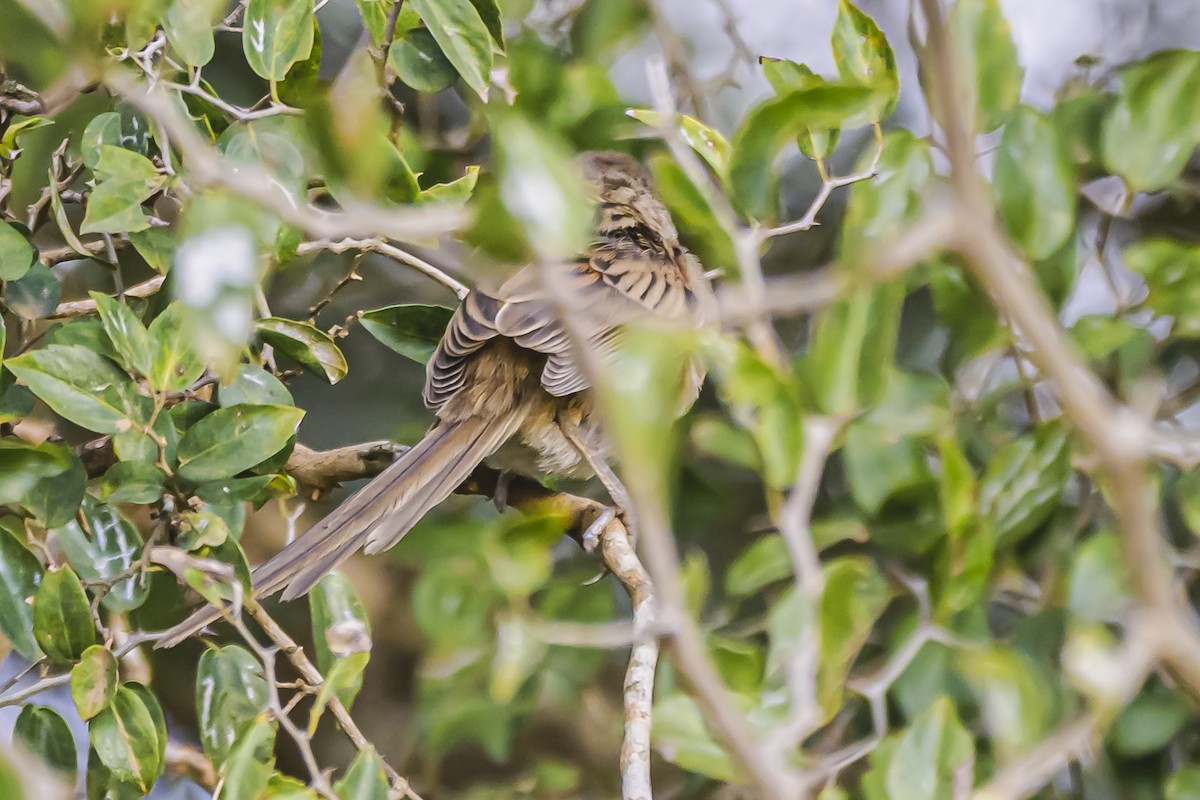 Chotoy Spinetail - ML619503429