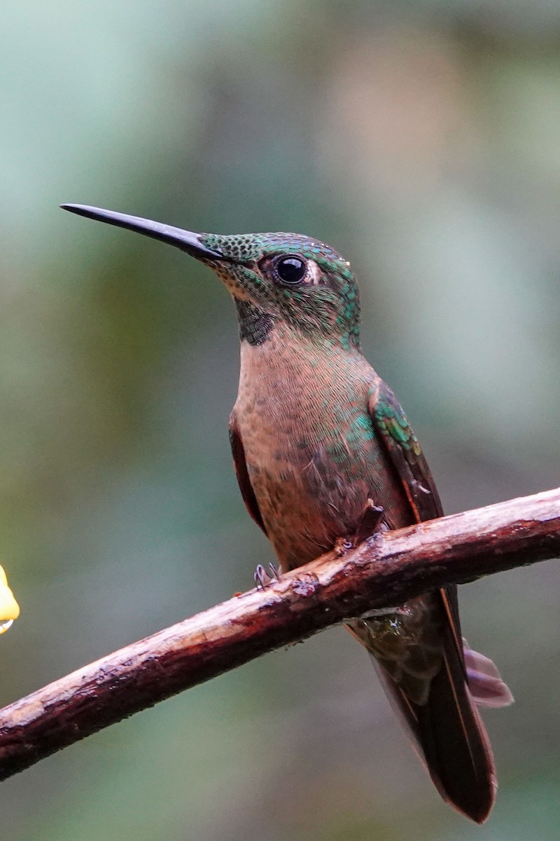 Fawn-breasted Brilliant - ML619503432