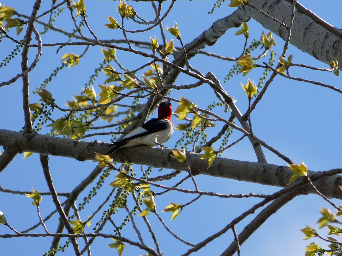 Red-headed Woodpecker - Bob Izumi