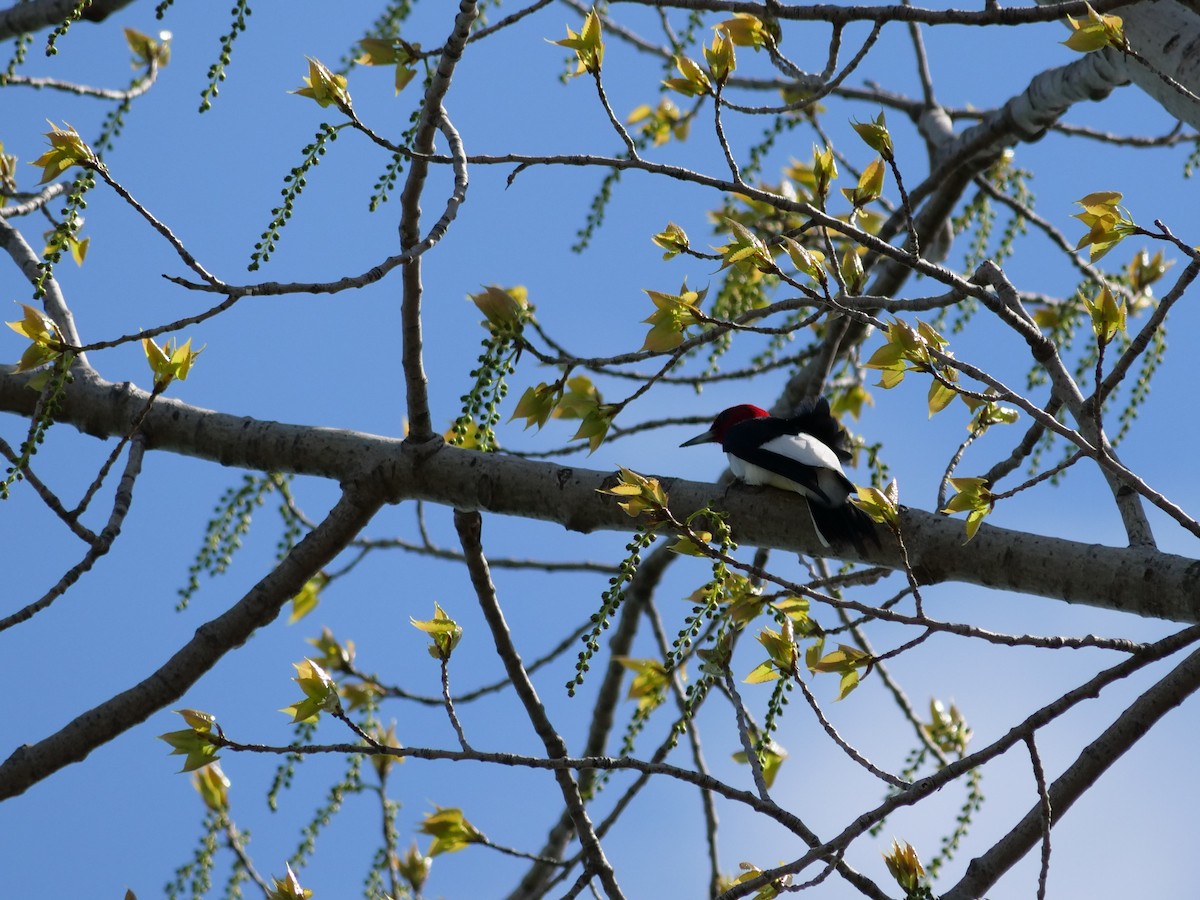 Red-headed Woodpecker - Bob Izumi