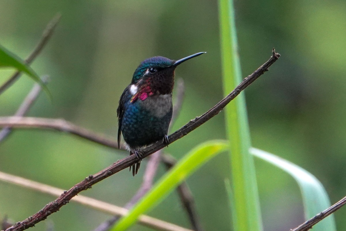 Colibrí de Heliodoro - ML619503442