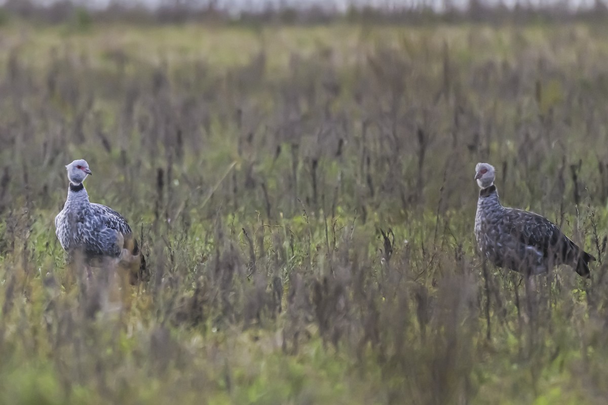 Southern Screamer - Amed Hernández