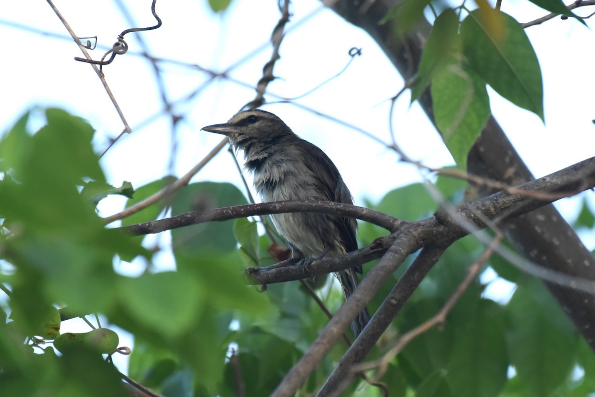 Yucatan Vireo - Bruce Mast