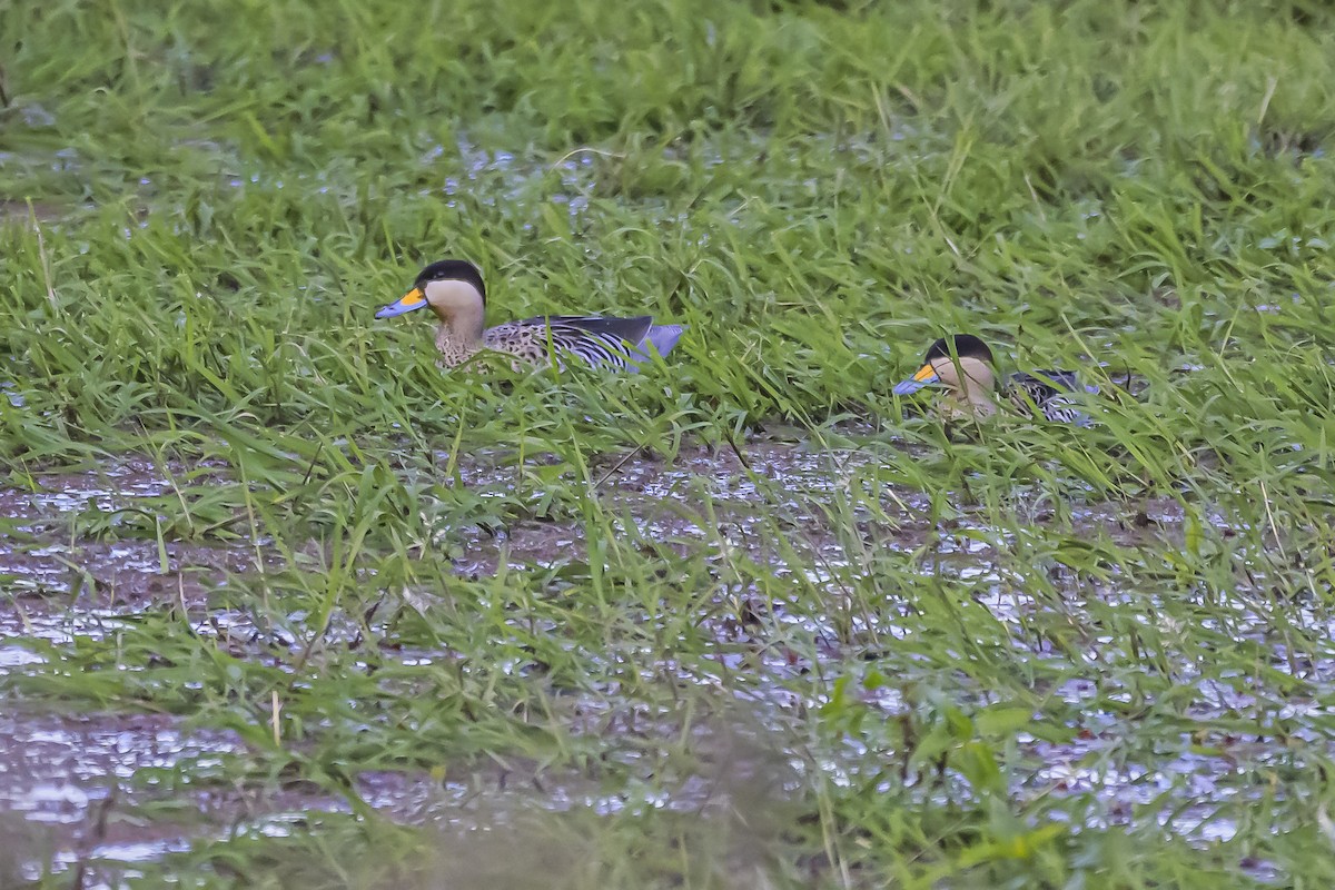 Silver Teal - Amed Hernández