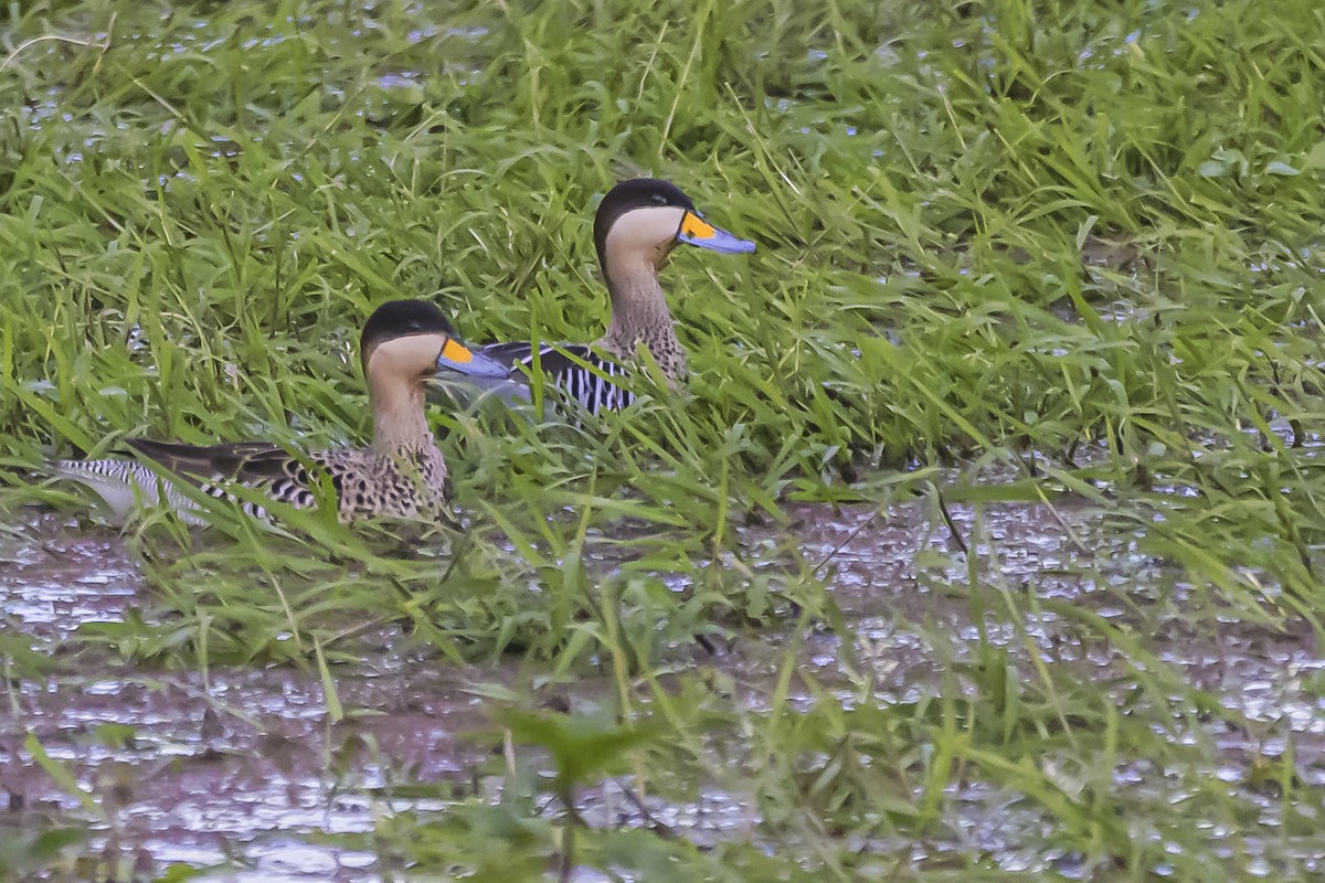 Silver Teal - Amed Hernández