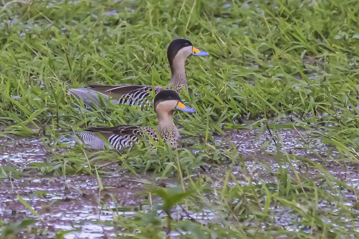 Silver Teal - Amed Hernández