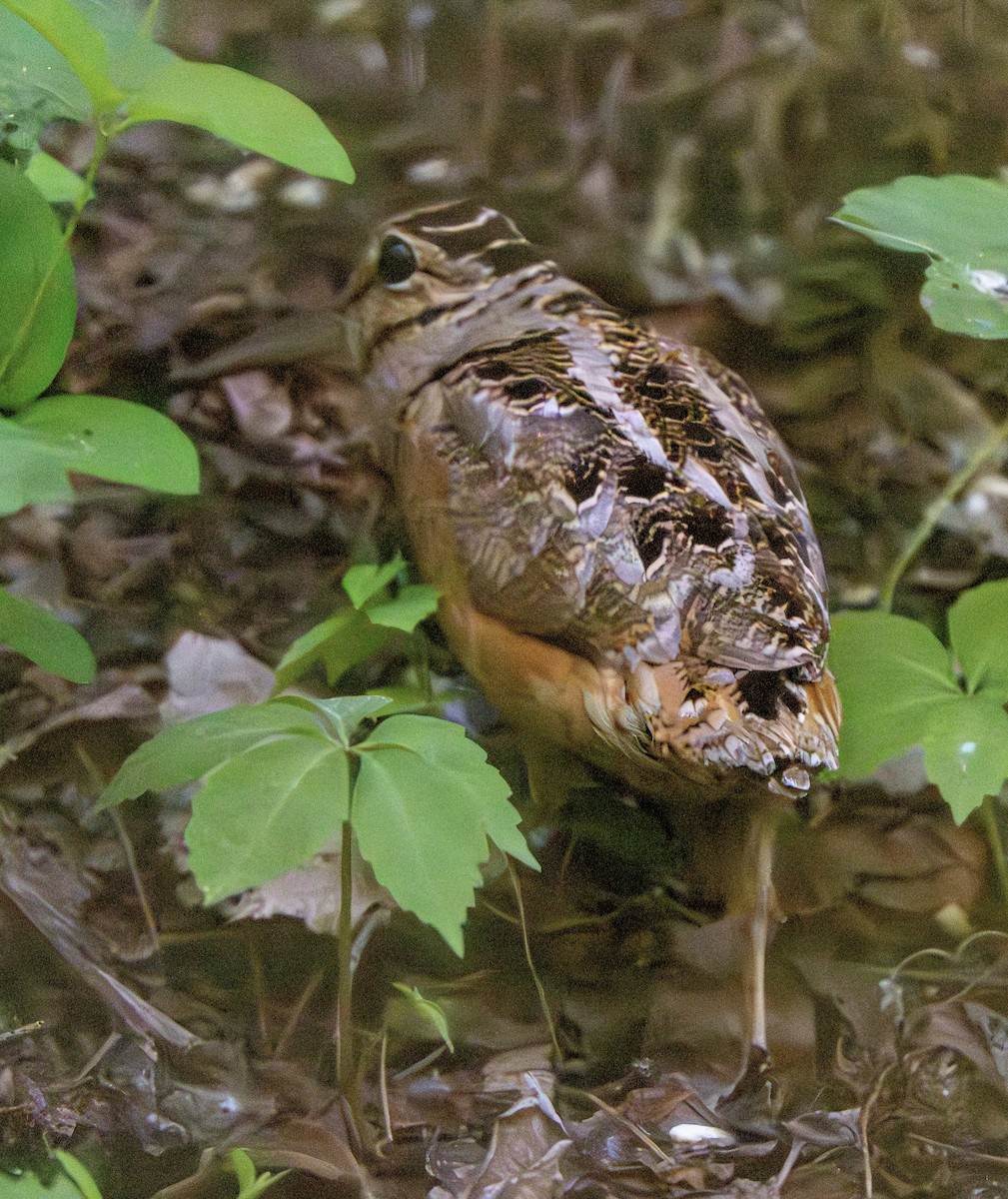 American Woodcock - Nadine Bluemel