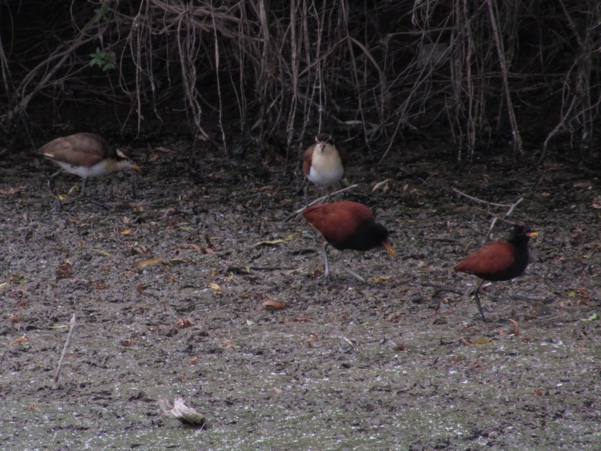 Wattled Jacana - Hugo Rodriguez