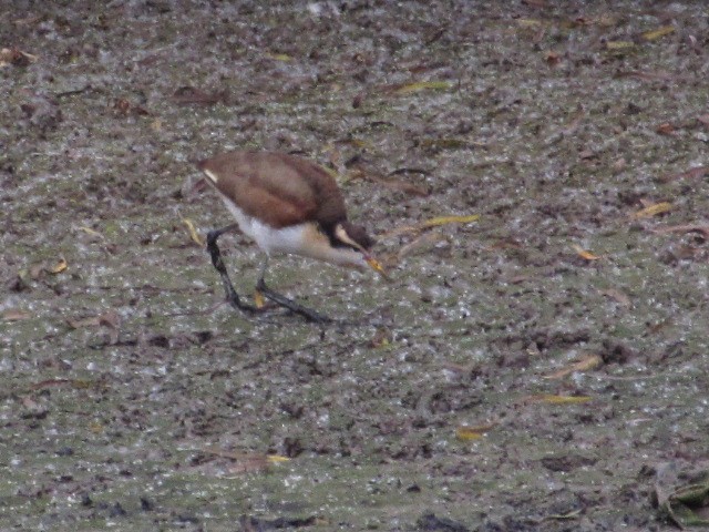 Wattled Jacana - Hugo Rodriguez