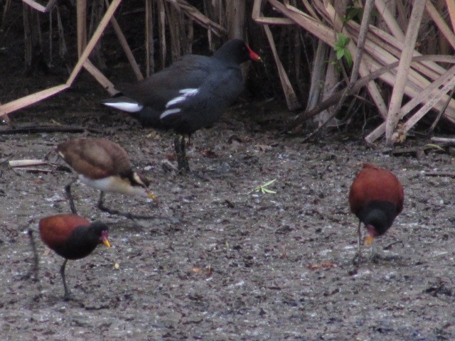 Wattled Jacana - Hugo Rodriguez