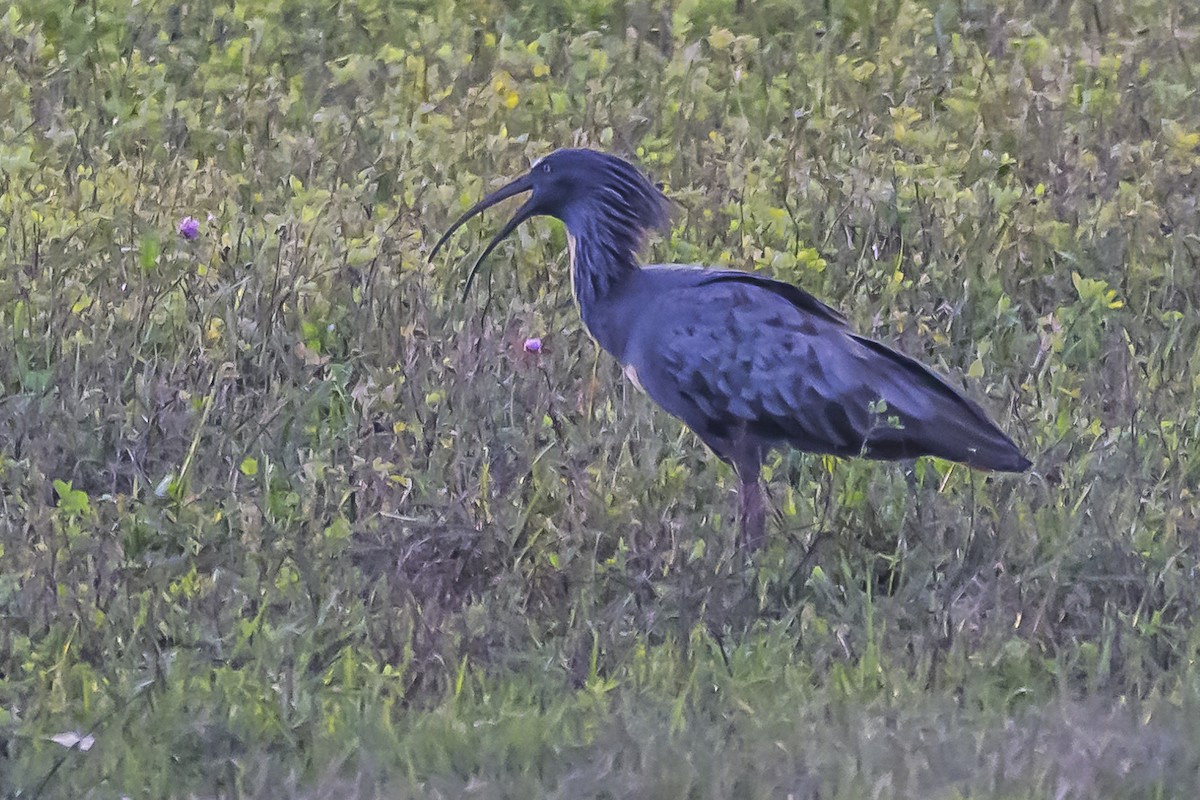 ibis běločelý - ML619503458