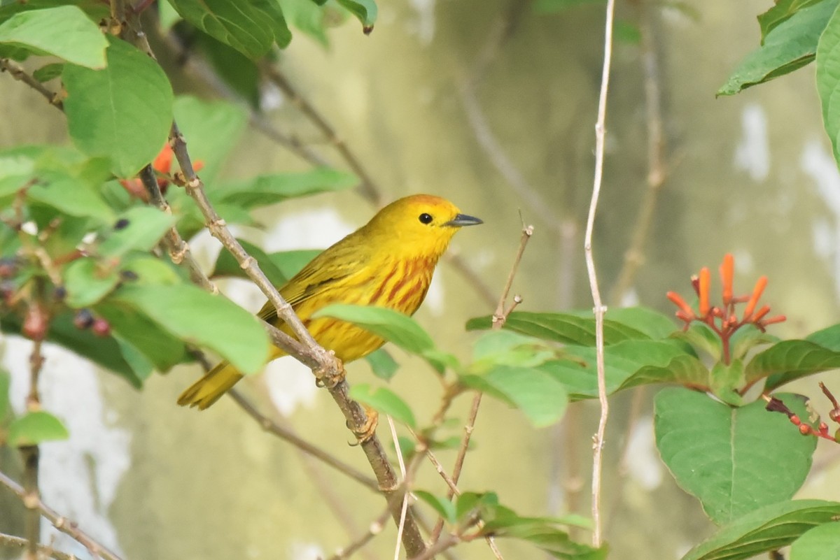 Yellow Warbler (Golden) - Bruce Mast