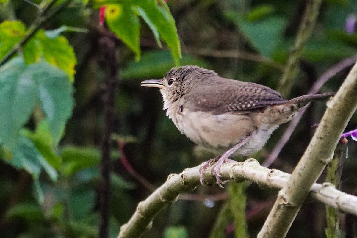 House Wren - ML619503463