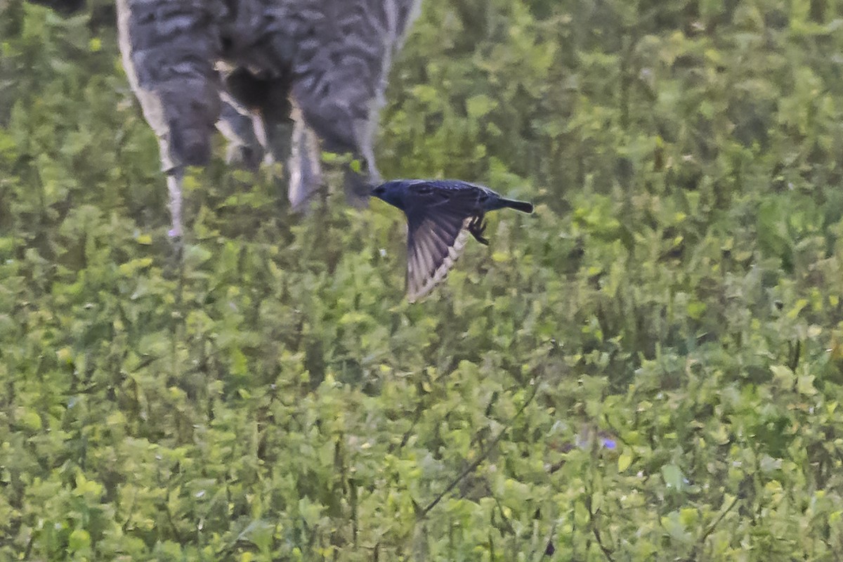 European Starling - Amed Hernández