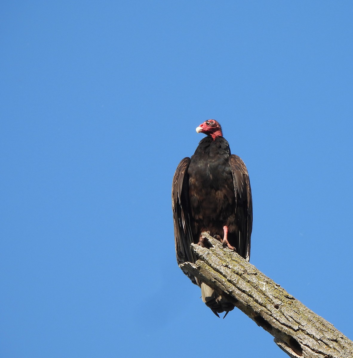 Turkey Vulture - Lisa Pool