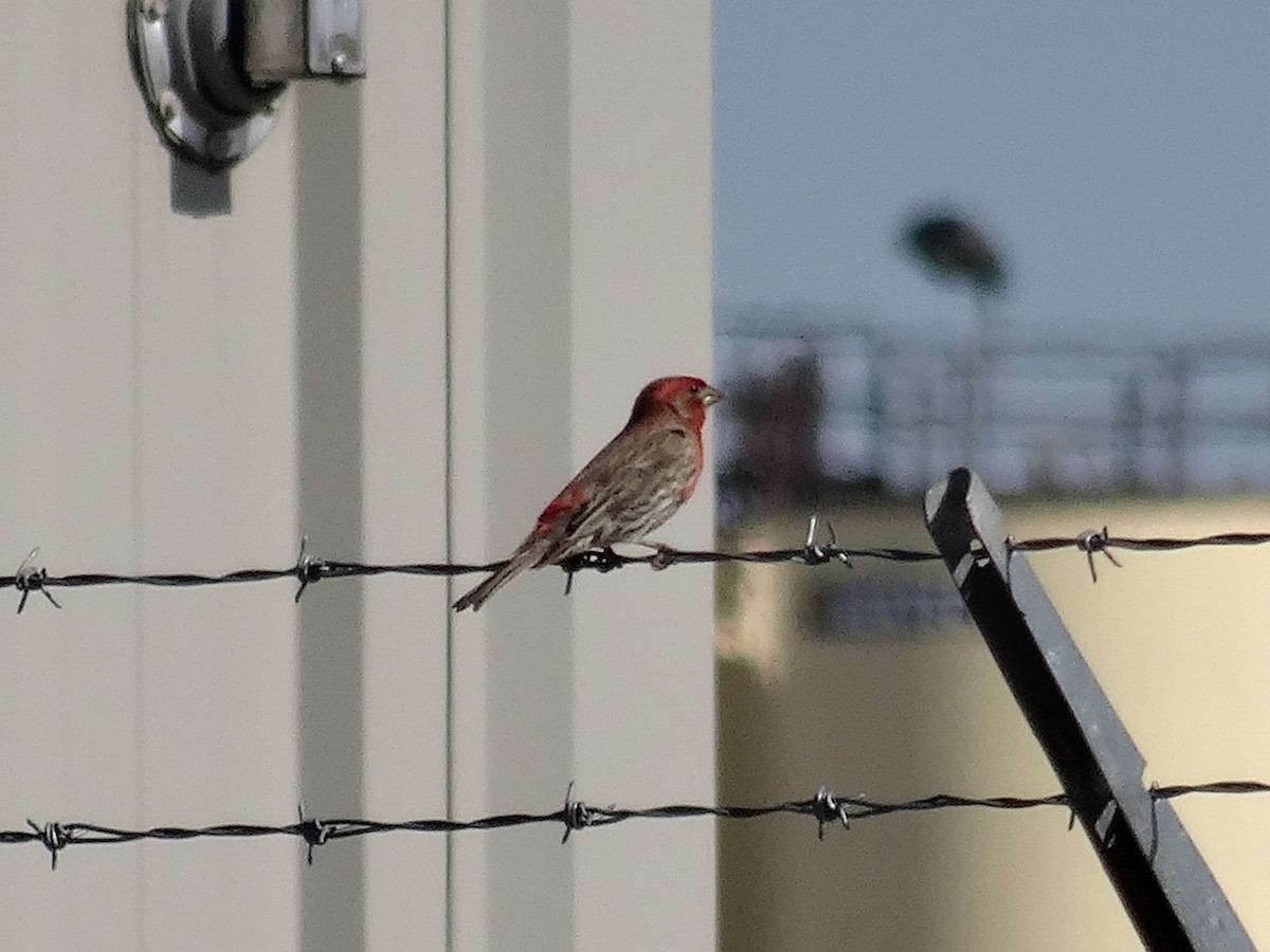 House Finch - John Tollefson