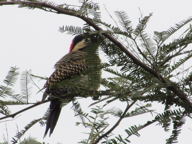 Green-barred Woodpecker - Hugo Rodriguez