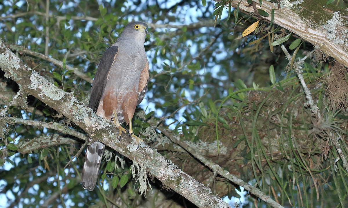 Bicolored Hawk - ML619503482