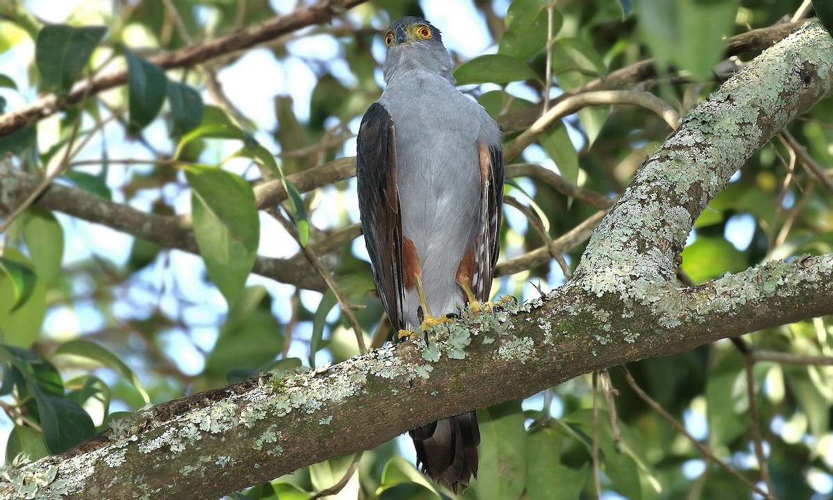 Bicolored Hawk - ML619503483