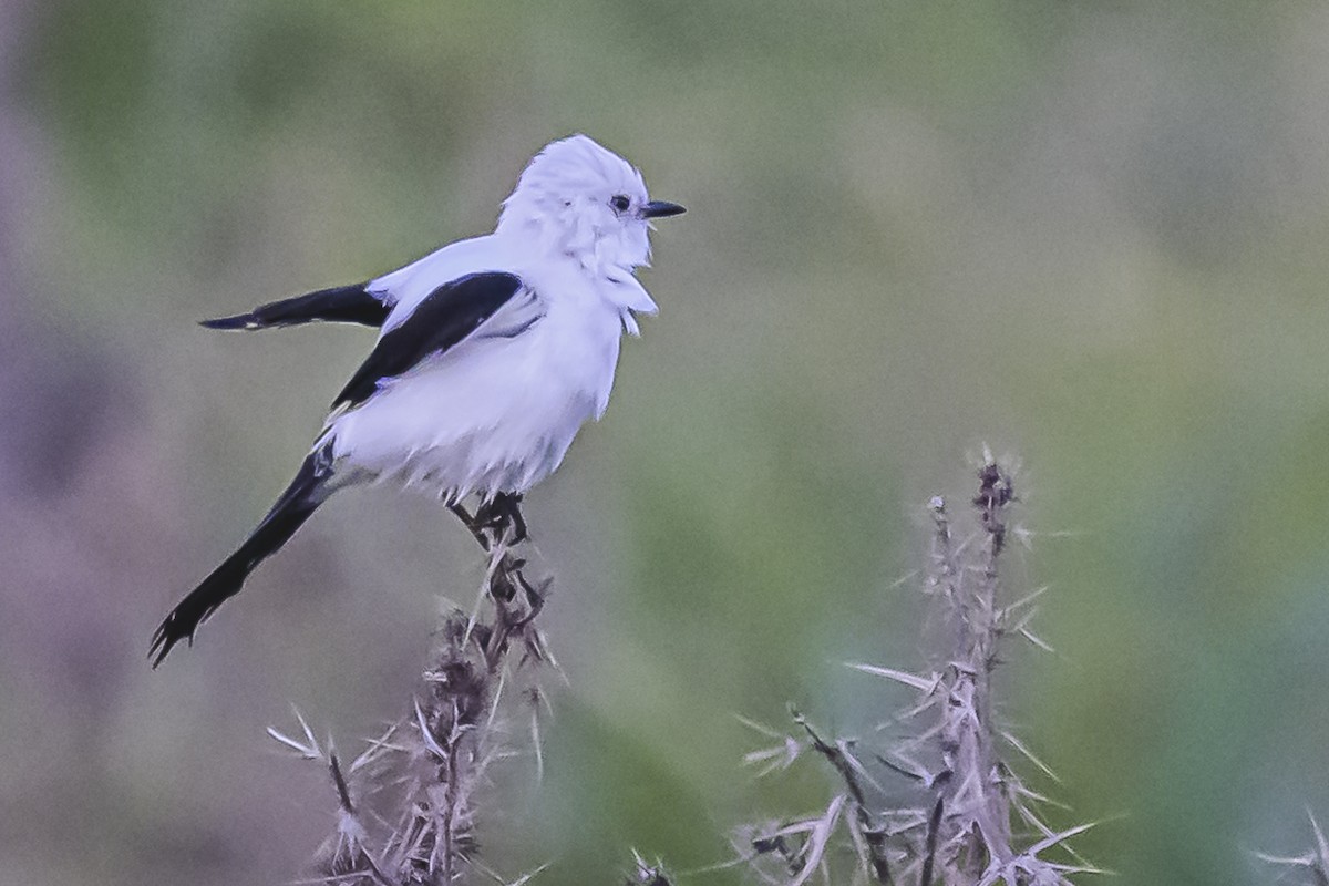 Black-and-white Monjita - Amed Hernández