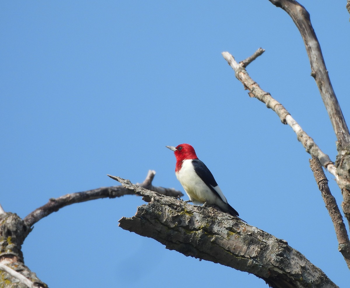 Red-headed Woodpecker - Lisa Pool