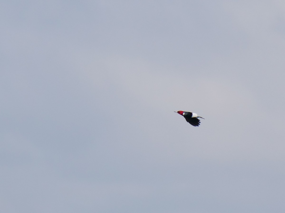 Red-headed Woodpecker - Bob Izumi