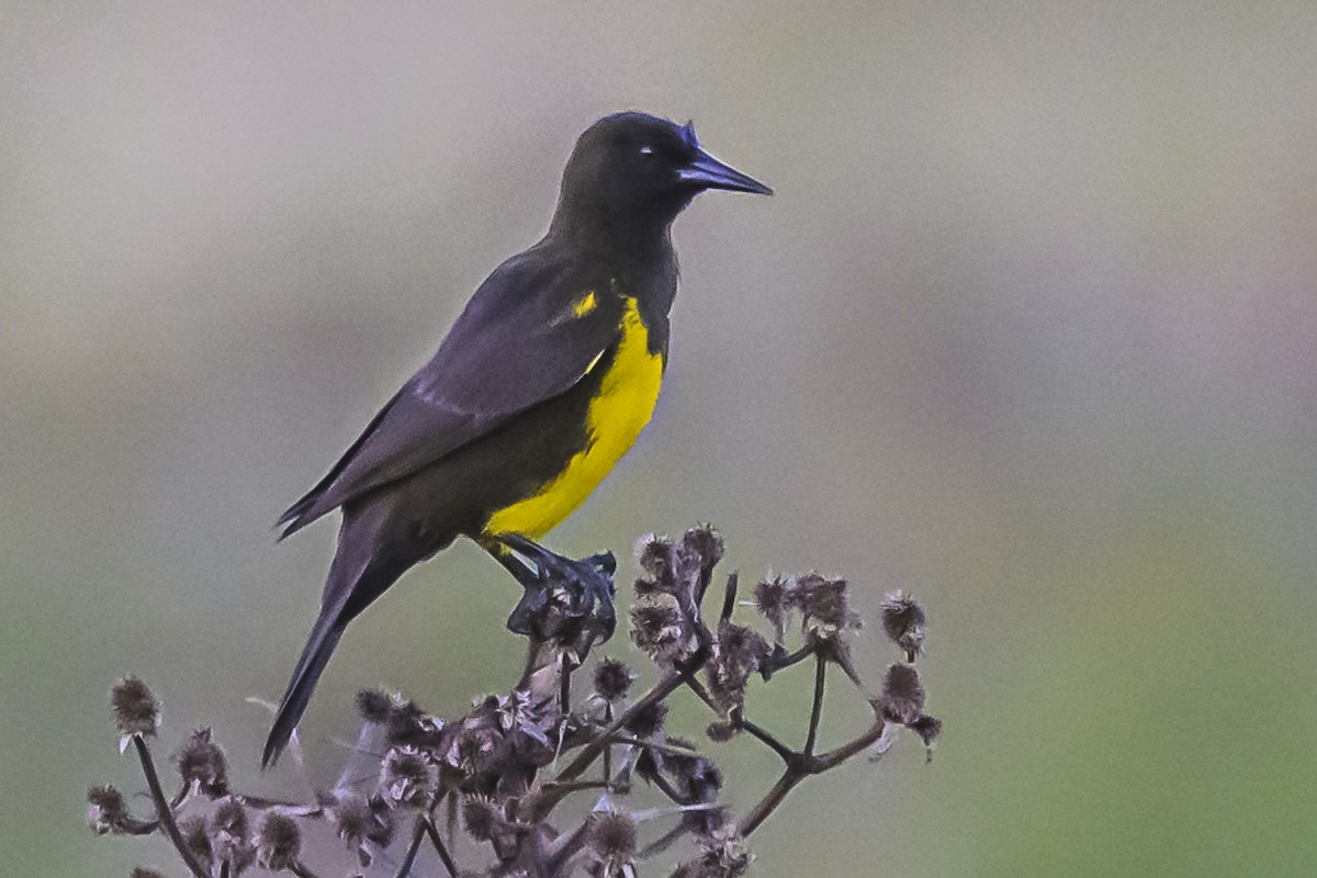 Brown-and-yellow Marshbird - Amed Hernández